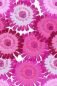 Preview: ArtBlomma - pink berry - Viskose Webware - VORBESTELLUNG