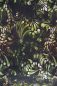 Preview: ColorDrops BIG - dark - moss - Bio-Sommersweat
