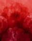 Preview: Dahlia Maxima - poppy red - Modaljersey - VORBESTELLUNG