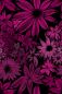 Preview: BlossomBreeze - beere - Viskose-Jersey - VORBESTELLUNG