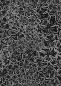 Preview: MagicBlossom - schwarz - Bio Popeline - 100 % CO - Pre-Order - BITTE LESEN!