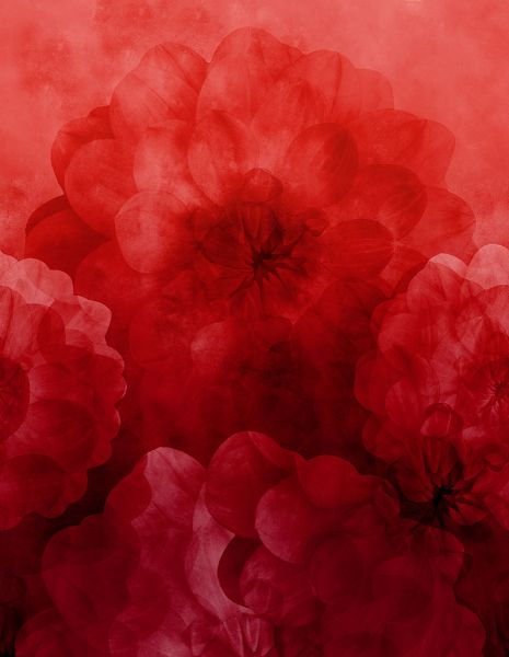 Dahlia Maxima - poppy red - Modaljersey - VORBESTELLUNG