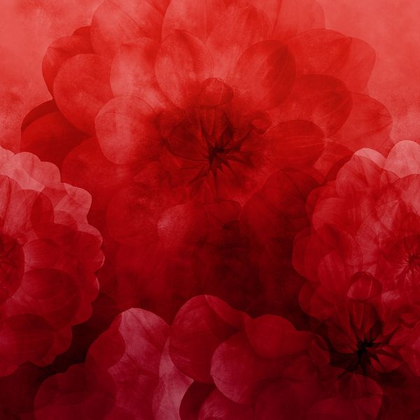 Dahlia Maxima - poppy red - Modaljersey - VORBESTELLUNG
