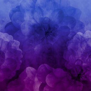 Dahlia Maxima - electric violet - Modaljersey - VORBESTELLUNG