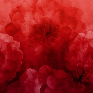 Dahlia Maxima - poppy red - Modaljersey - VORBESTELLUNG
